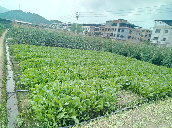 生產(chǎn)基地